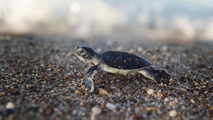 Antalya'da caretta caretta yavrularının mavi sularla buluşması sürüyor