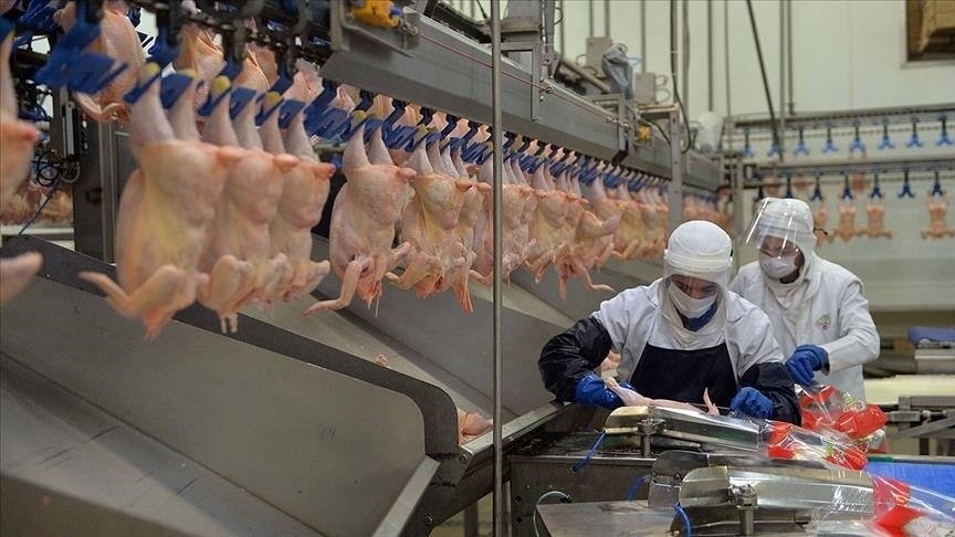Tavuk eti üretimi haziranda yıllık bazda yüzde 14,7 arttı