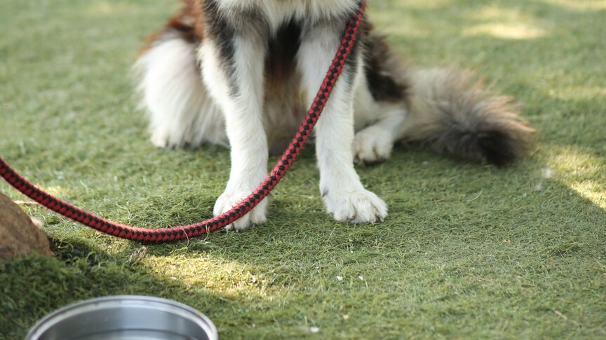 Adana'da sahipsiz kediyi öldüren köpeği ağızlıksız gezdiren kadına para cezası uygulandı