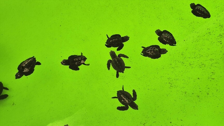 İztuzu Kumsalı'nda caretta carettaların yuvalama dönemi tamamlandı