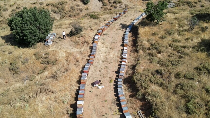 Geven balında hasat mesaisi başladı