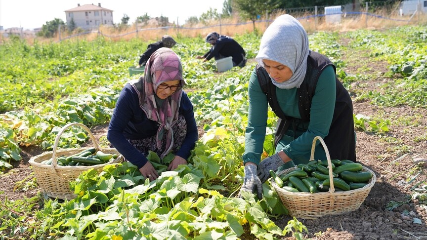 Türkiye'nin "yeşil altını" Çubuk turşusu 45 çeşidiyle dünya lezzetleri arasında