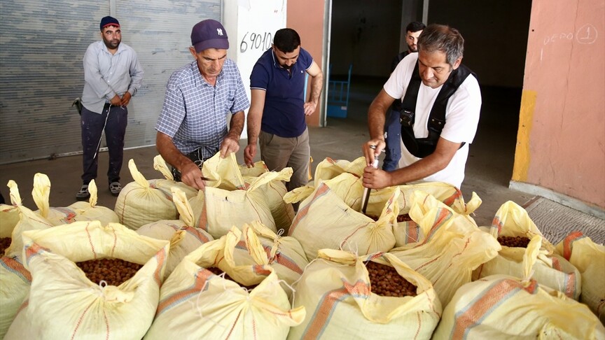 TMO, Ordu, Giresun ve Düzce'de fındık alımlarına başladı