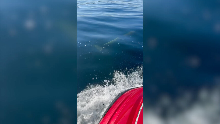Tekirdağ'da iki yunusun tekneye eşlik ettiği anlar görüntülendi