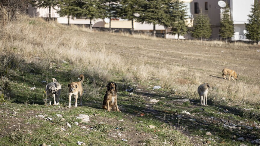 Ankara'daki sahipsiz köpeklerin saldırısında idarenin "hizmet kusuru" olduğu kararı kesinleşti