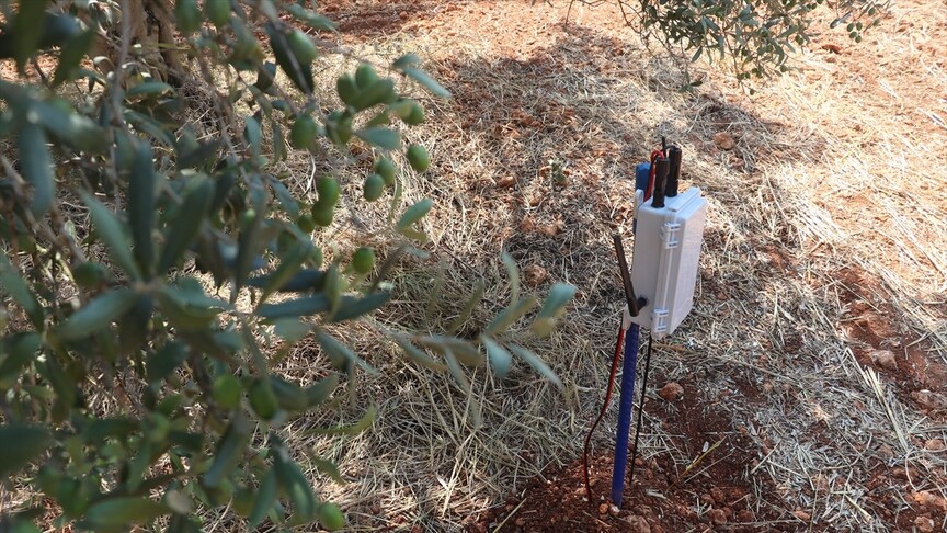 Kooperatif kuran doktorlar zeytin verimini artırmak için yapay zekadan destek alıyor