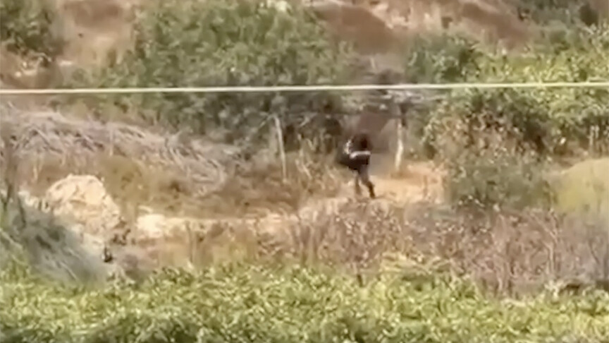 Batı Şeria'da Filistin topraklarını gasbeden İsrailliler, Filistinli çiftçilerin hasat ettiği üzümleri çaldı