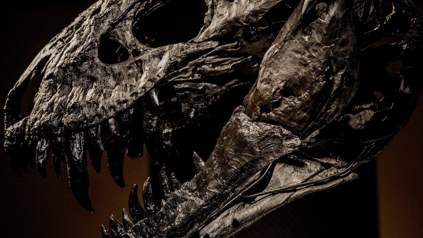 Araştırma, T-rex'in vücut ısısının insanlarınkine benzer olduğuna işaret ediyor