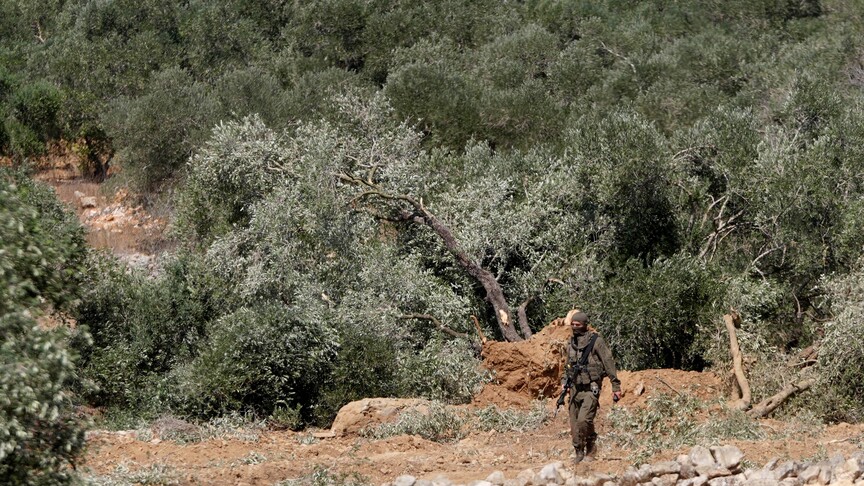 İsrail, Batı Şeria'da onlarca zeytin ağacını söktü