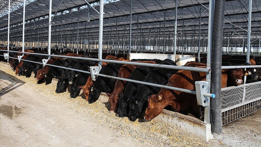 Besilik erkek sığır için gelecek yıl 480 bin baş ithalata izin verilmesi planlandı