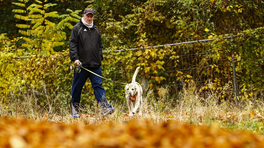 Almanya'da belediyelerin "köpek vergisi" geliri 2025'te 429,7 milyon avro oldu