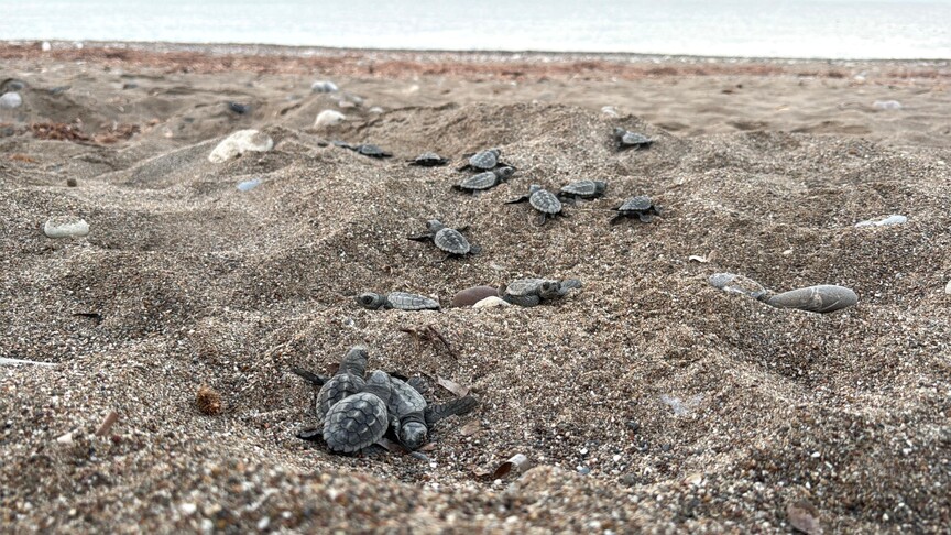 Antalya'daki dört sahilden bu yıl yaklaşık 200 bin caretta caretta yavrusu denize ulaştı