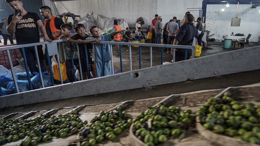 Gaza olive harvest battered by war as production plunges, farmland becomes inaccessible