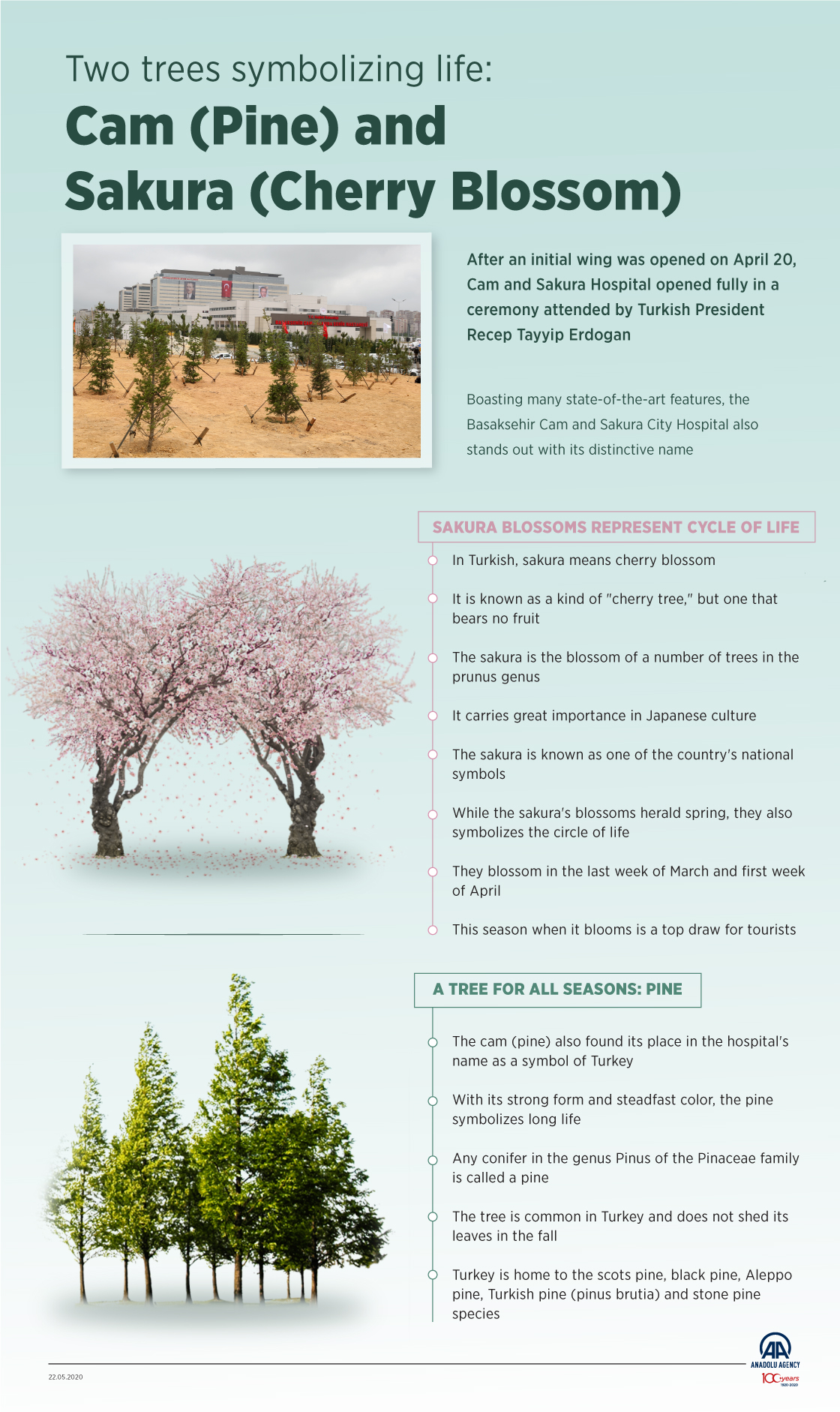 Two trees symbolizing life: Cam (Pine) and Sakura (Cherry Blossom)