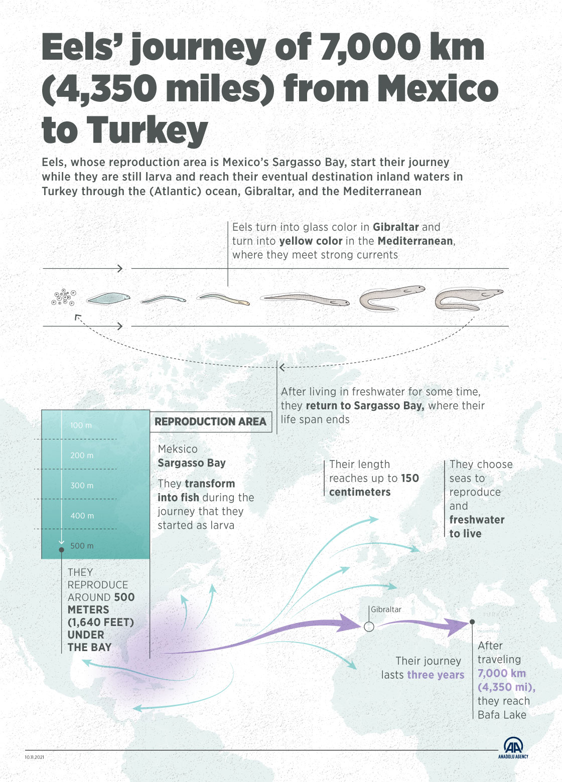 Eels’ journey of 7,000 km (4,350 miles) from Mexico to Turkey