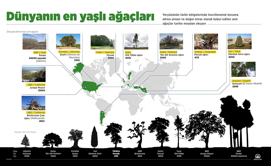 Dünyanın çeşitli bölgelerindeki anıt ağaçlar tarihe tanıklık ediyor