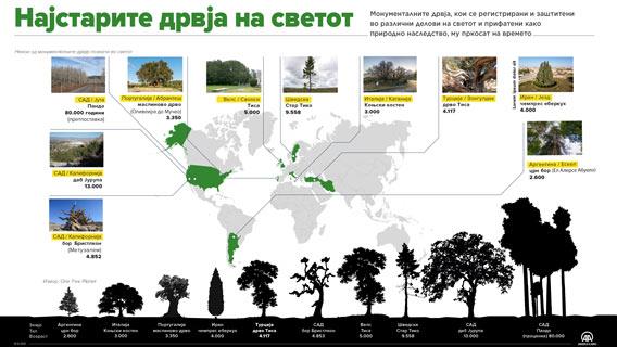 Старите дрвја во различни делови на светот, сведоци на историјата