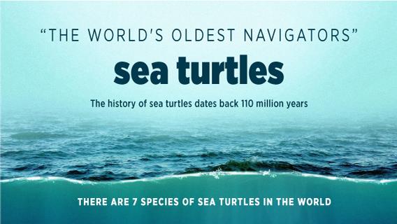  "The world's oldest navigators" sea turtles