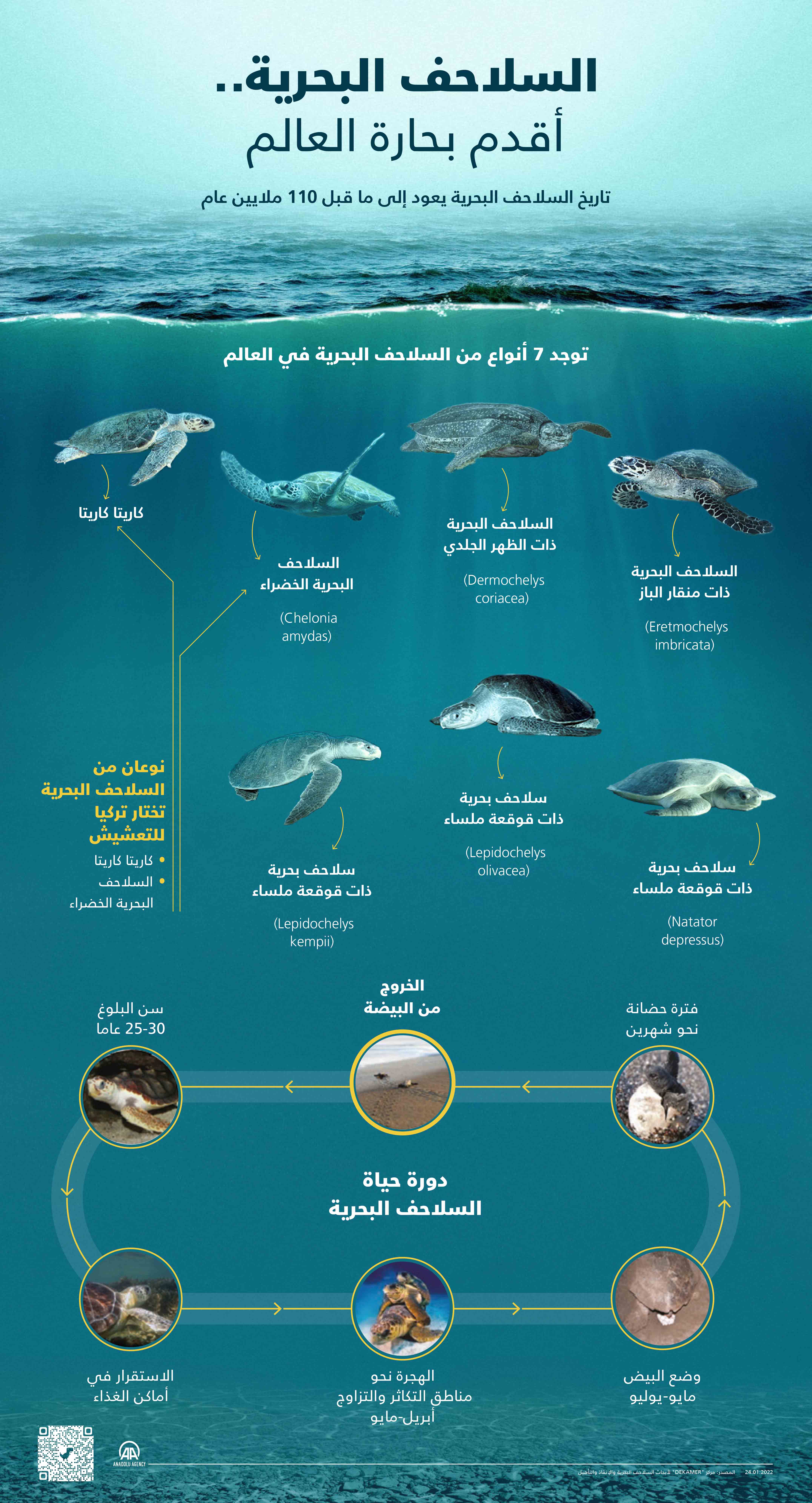 تاريخ السلاحف البحرية يعود إلى ما قبل 110 ملايين عام.