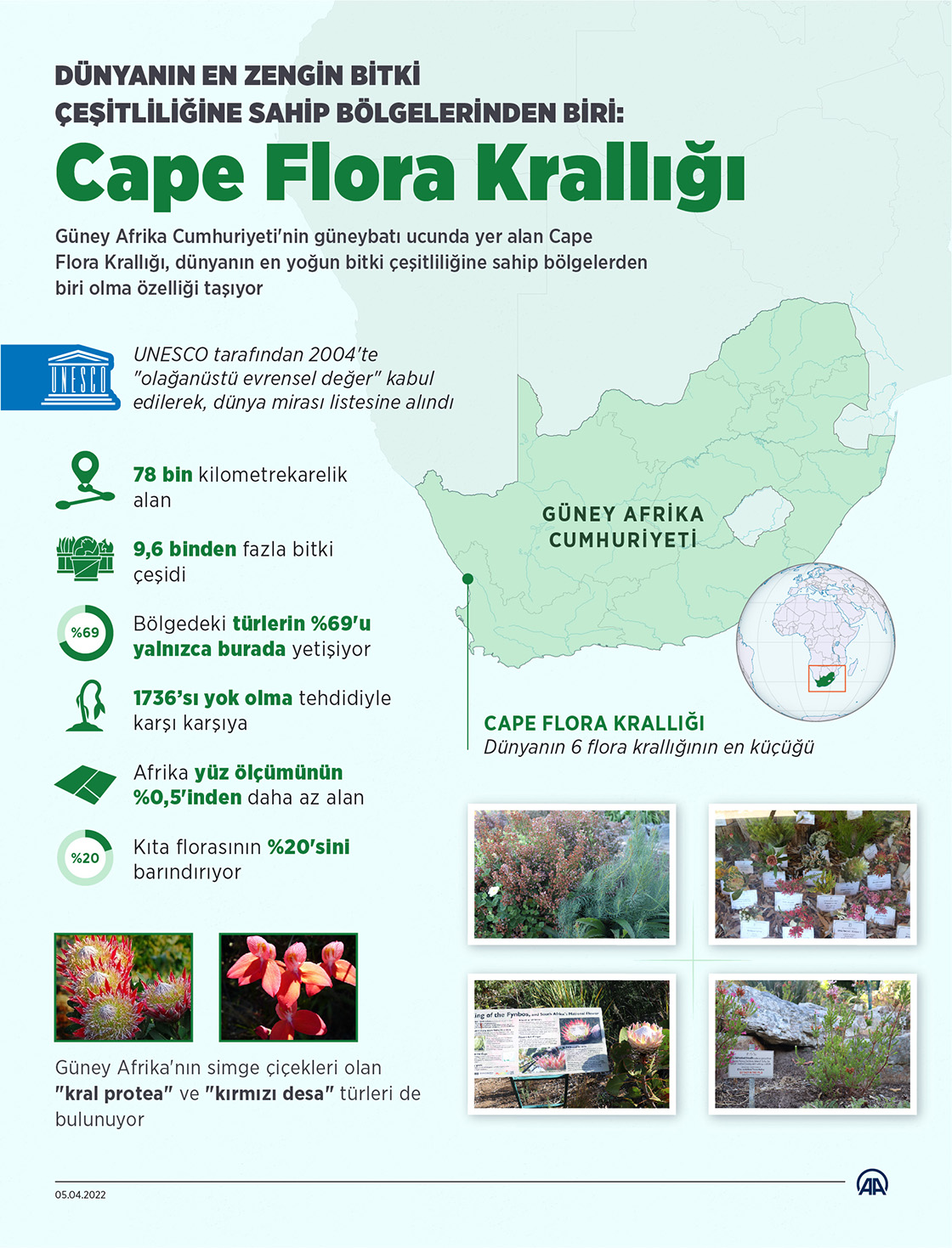 Dünyanın en zengin bitki çeşitliliğine sahip bölgelerinden biri: Cape Flora Krallığı