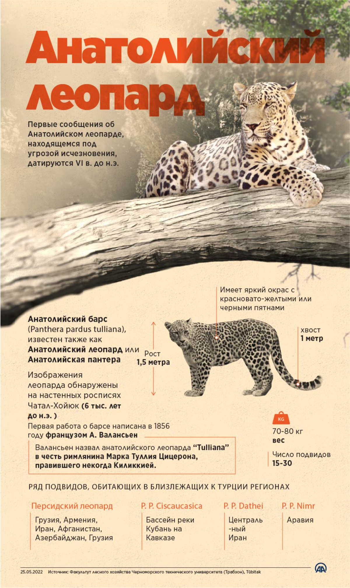 Анатолийский леопард 