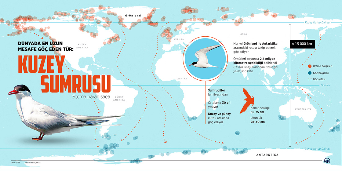 Dünyada en uzun mesafe göç eden tür: Kuzey sumrusu
