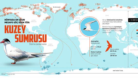 Dünyada en uzun mesafe göç eden tür: Kuzey sumrusu