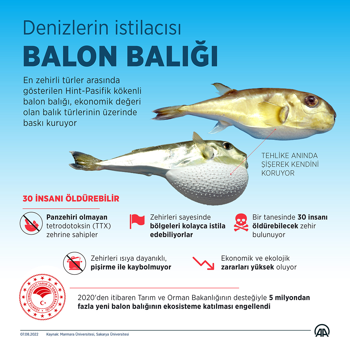 Bakanlığın desteğiyle 5 milyondan fazla balon balığının ekosisteme katılımı engellendi