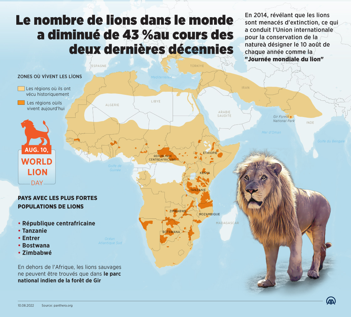 Le nombre de lions dans le monde a diminué de 43 %au cours des deux dernières décennies 