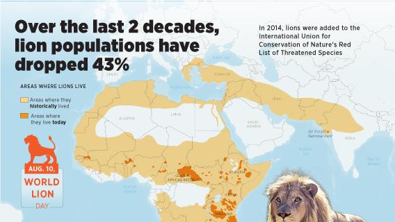 Over the last 2 decades, lion populations have dropped 43%