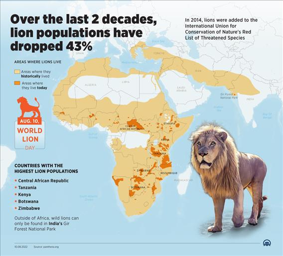 Over the last 2 decades, lion populations have dropped 43%