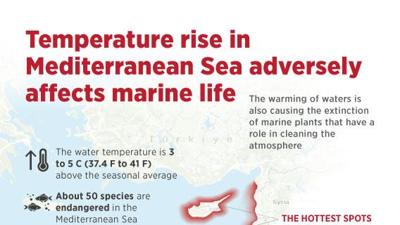 Temperature rise in Mediterranean Sea adversely affects marine life