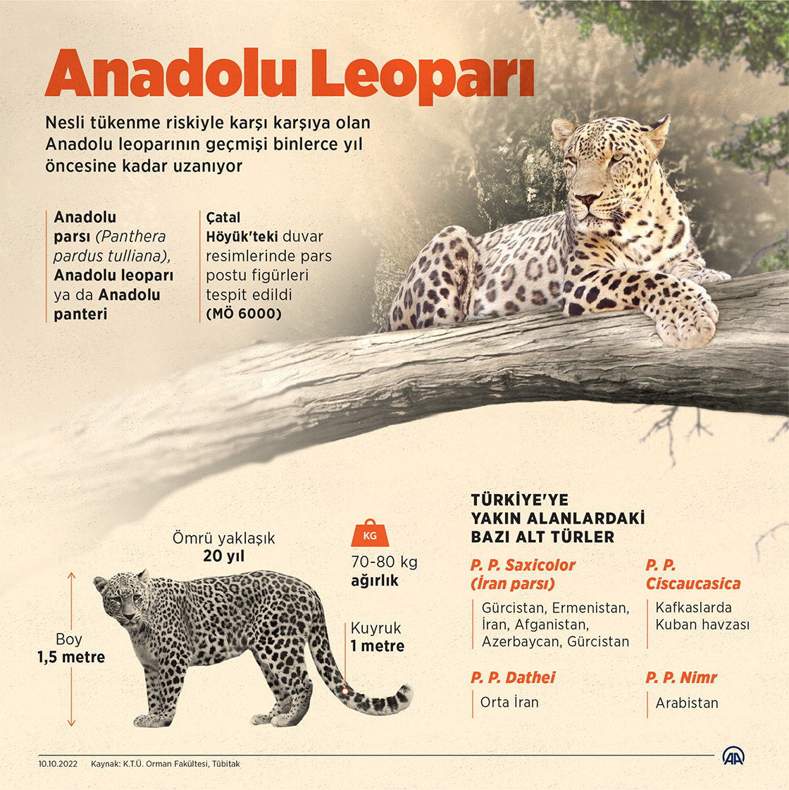 Türkiye'nin 4 bölgesinde varlığı kanıtlanan Anadolu leoparı