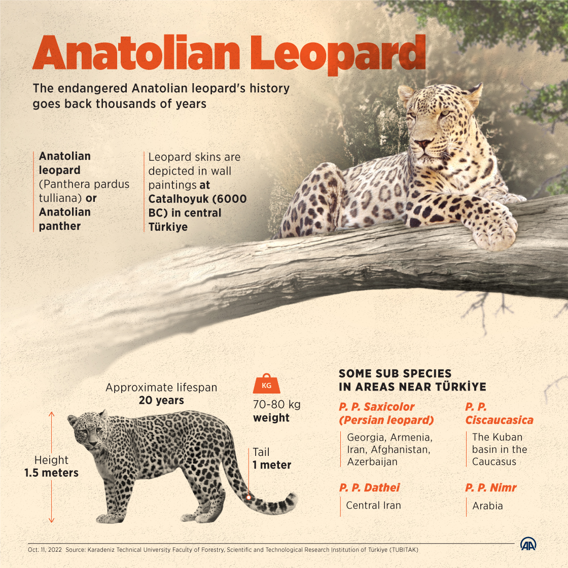 Anatolian Leopard