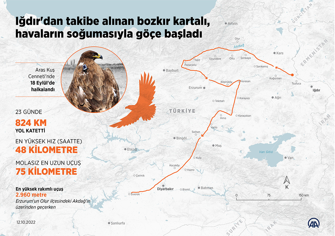 Iğdır'dan takibe alınan bozkır kartalı, havaların soğumasıyla göçe başladı