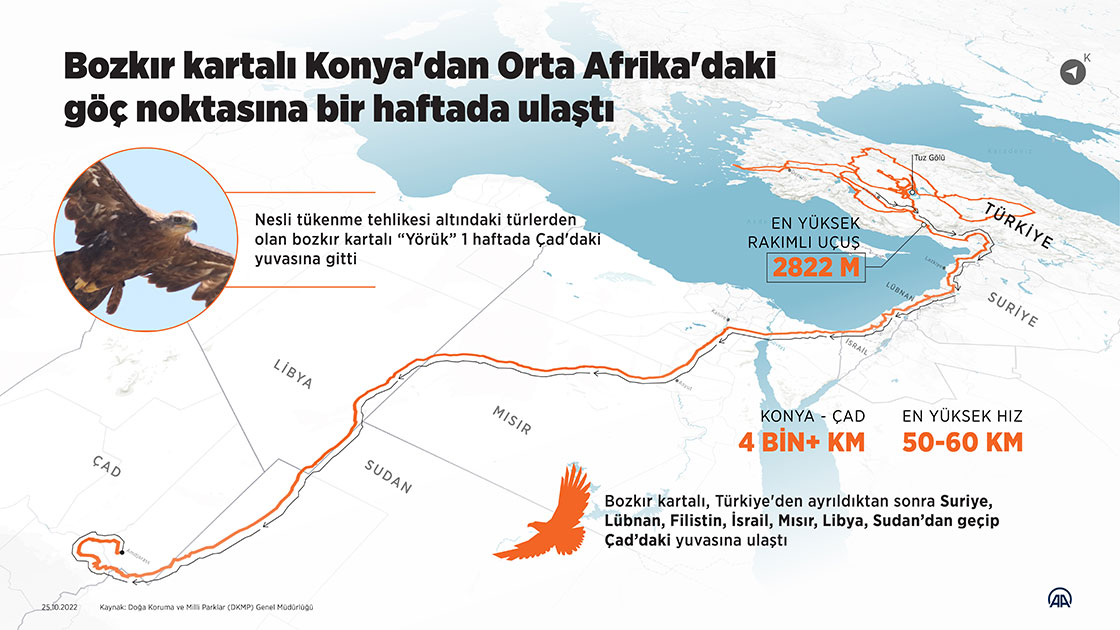 Konya'da takibe alınan bozkır kartalı, bir haftada Orta Afrika'ya ulaştı