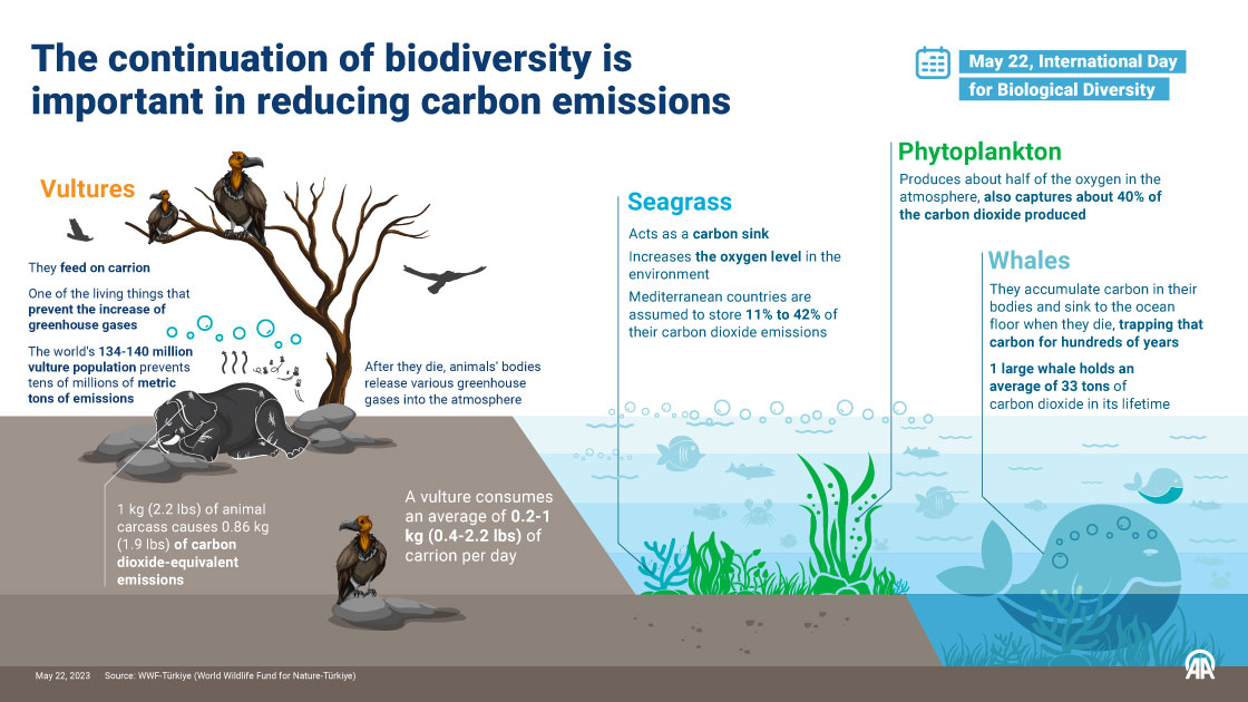 The continuation of biodiversity is important in reducing carbon emissions