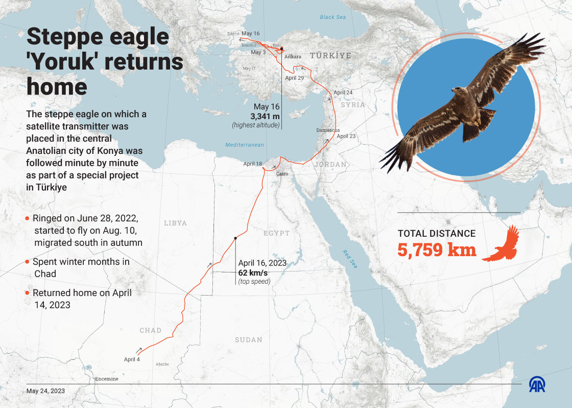 Steppe eagle 'Yoruk' returns home