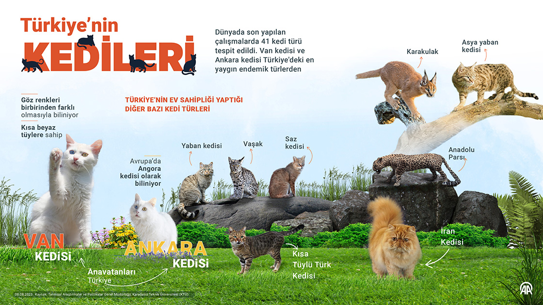 Türkiye’nin ‘kedileri’