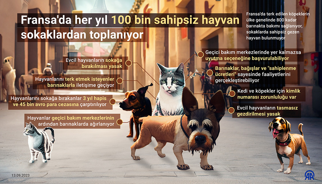 Fransa'da her yıl 100 bin sahipsiz hayvan sokaklardan toplanıyor