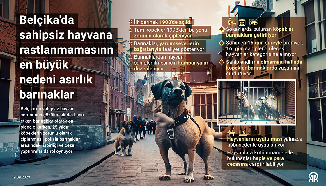 Belçika'da sahipsiz hayvana rastlanmamasının en büyük nedeni asırlık barınaklar