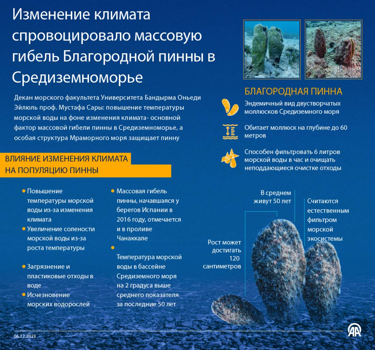 Изменение климата уничтожило популяции пинны в Средиземном море