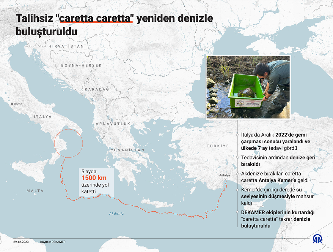 Talihsiz 'caretta caretta' yeniden denizle buluşturuldu