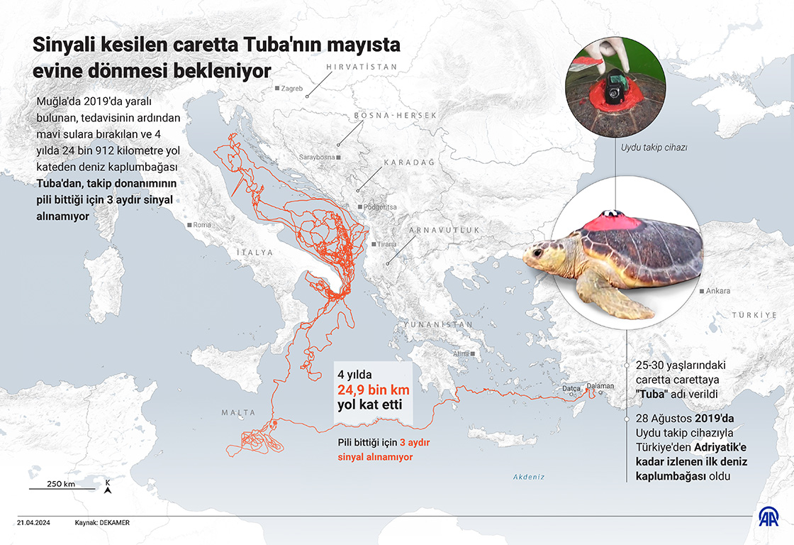 Sinyali kesilen caretta Tuba'nın mayısta evine dönmesi bekleniyor