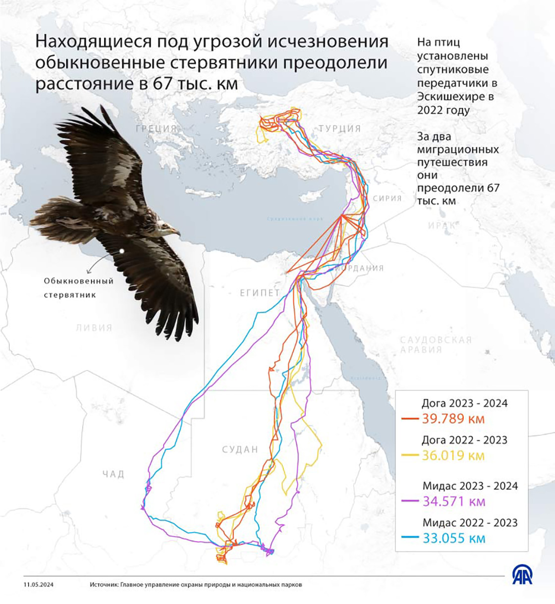 Находящиеся под угрозой исчезновения обыкновенные стервятники преодолели расстояние в 67 тыс. км