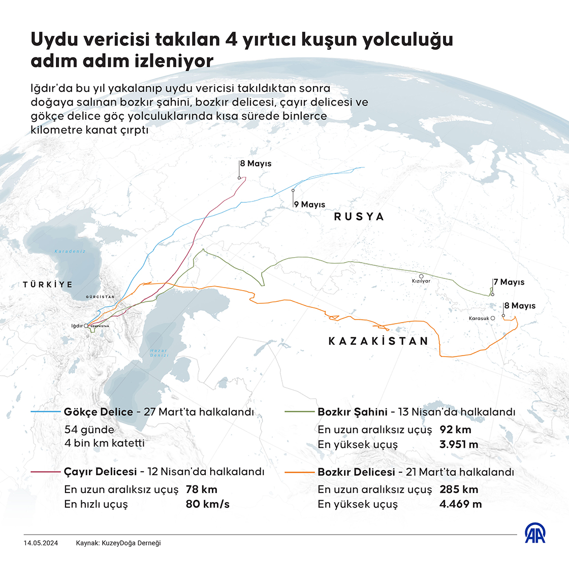 Uydu vericisi takılan 4 yırtıcı kuşun yolculuğu adım adım izleniyor