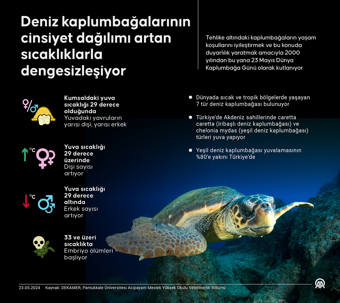 Deniz kaplumbağalarının cinsiyet dağılımı artan sıcaklıklarla dengesizleşiyor