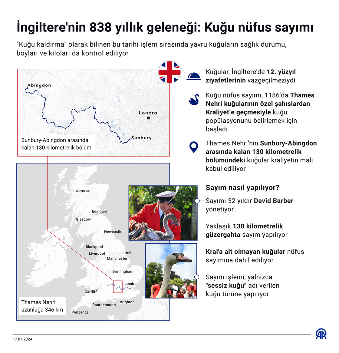 İngiltere'nin 838 yıllık geleneği: Kuğu nüfus sayımı