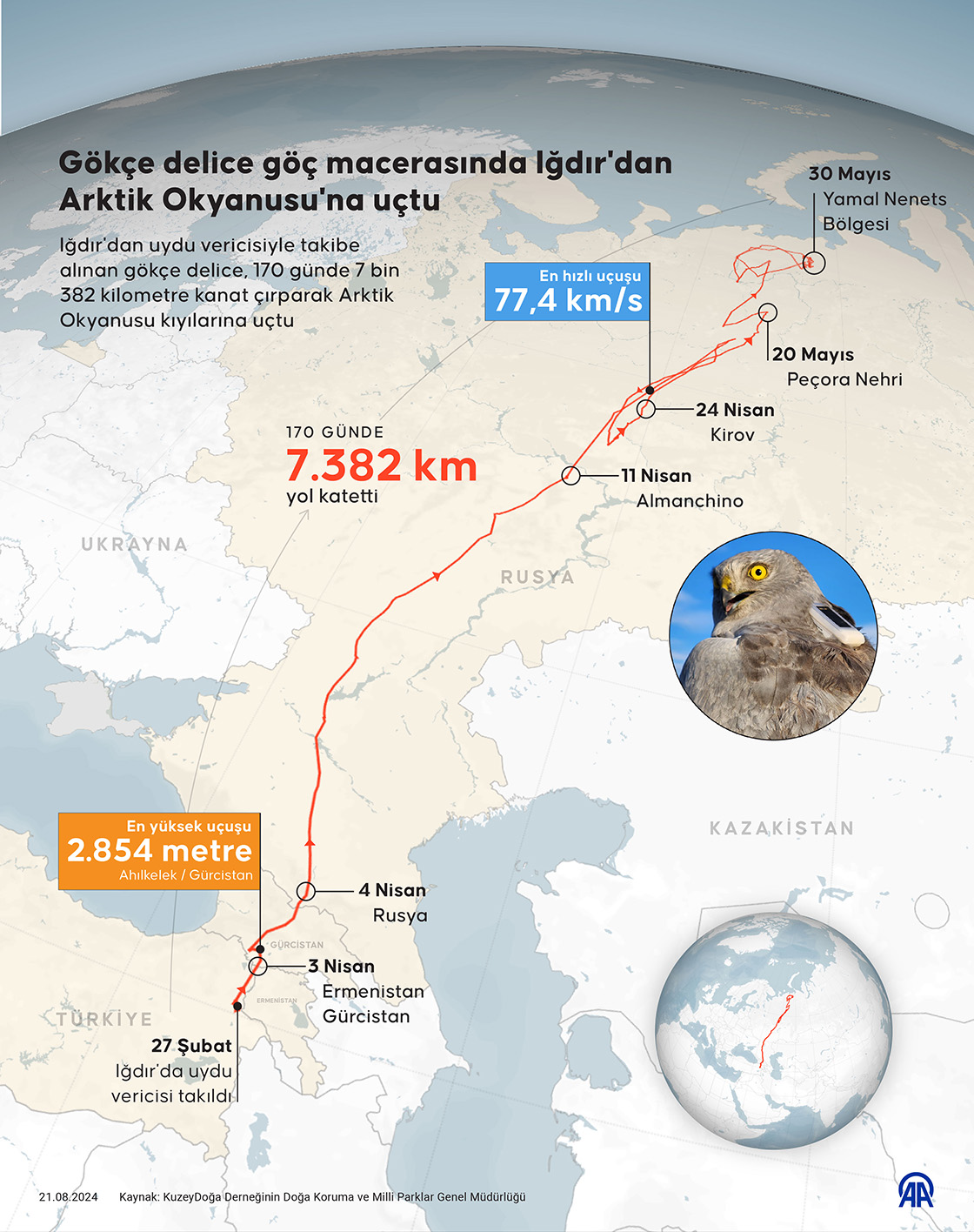 Gökçe delice göç macerasında Iğdır'dan Arktik Okyanusu'na uçtu