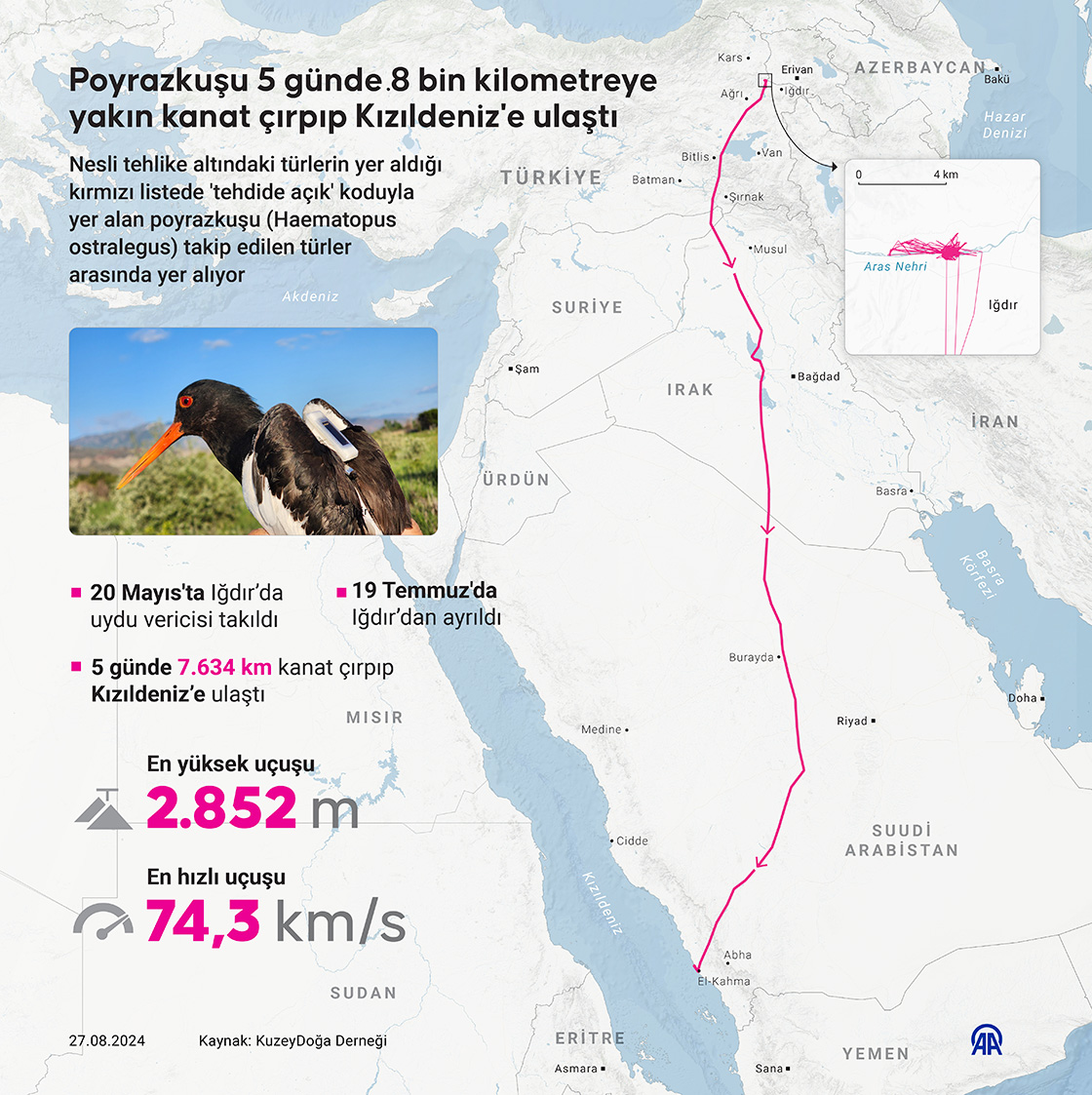Poyrazkuşu 5 günde 8 bin kilometreye yakın kanat çırpıp Kızıldeniz'e ulaştı